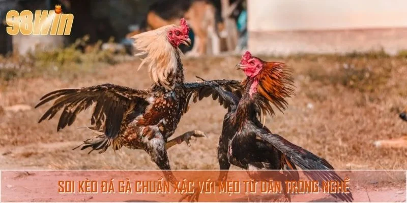 Soi kèo đá gà chuẩn xác với mẹo từ dân trong nghề