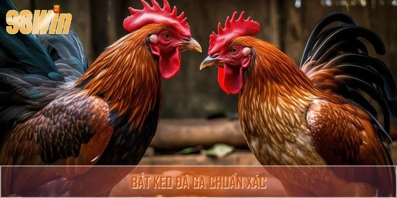Chiến Thuật Bắt Kèo Đá Gà Chuẩn Xác Khiến Nhà Cái “Bối Rối”