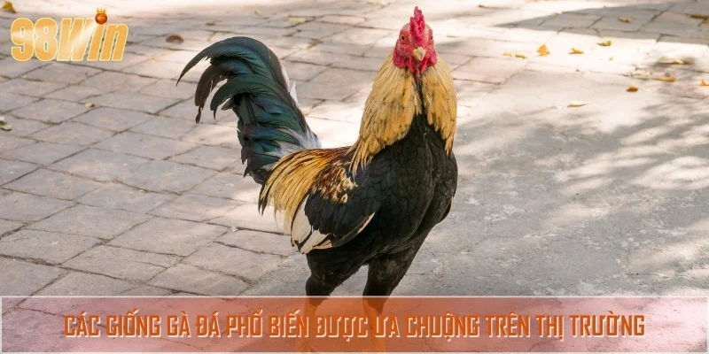 Tổng hợp các giống gà đá phổ biến và được yêu thích nhất