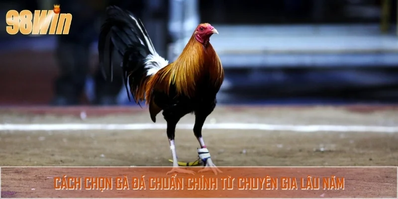 Bật mí cách chọn gà đá hiệu quả, giúp gia tăng tỷ lệ thắng