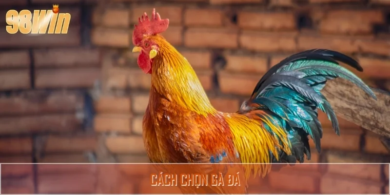Cách chọn gà đá chuẩn chuyên gia – Bí thuật từ 98WIN