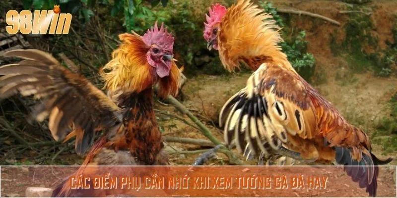 Các điểm phụ cần nhớ khi xem tướng gà đá hay