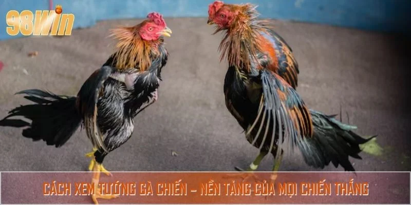 Cách xem tướng gà chiến – nền tảng của mọi chiến thắng