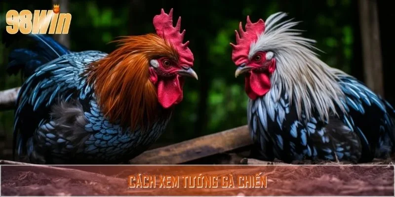 Cách Xem Tướng Gà Chiến Yếu Tố Quyết Định Thành Bại