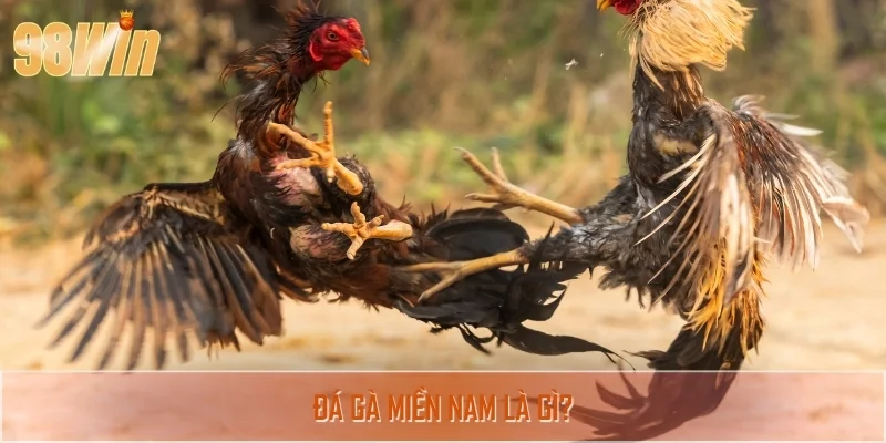 Đá gà miền Nam - Hình thức giải trí ăn khách nhất 2025