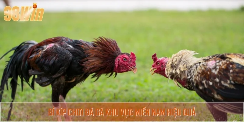 Bỏ túi chiến thuật chơi đá gà miền Nam cược đâu thắng đó