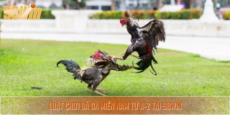 Luật chơi đá gà MN chi tiết, cập nhật mới nhất