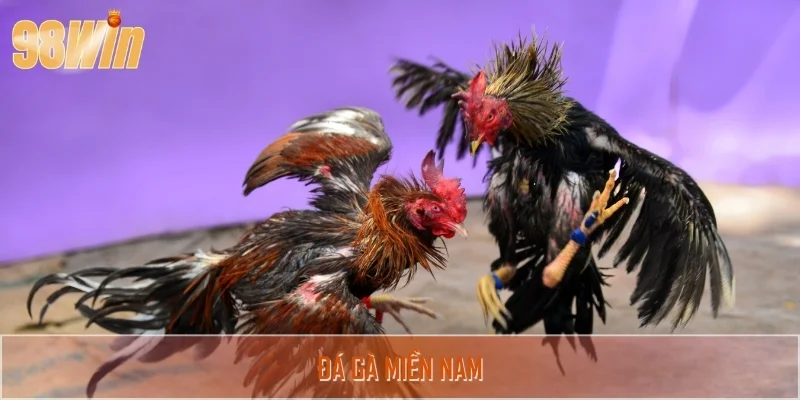 Đá gà miền Nam - Nghệ thuật đấu kê rực lửa tại 98WIN