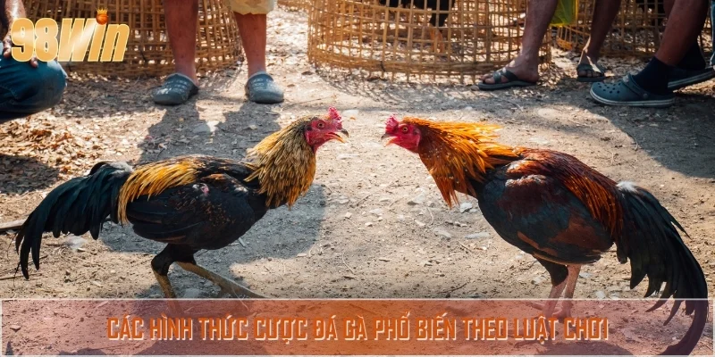 Hướng dẫn cách thức đặt cược chuẩn xác theo luật đá gà