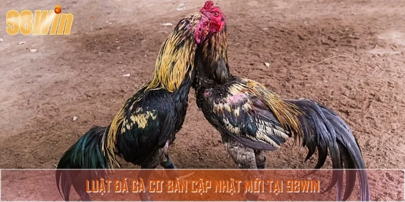 Cập nhật luật đá gà mới nhất 2025