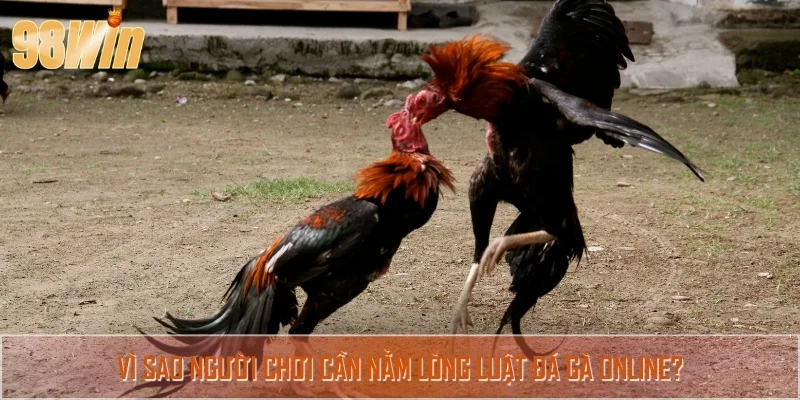 Người chơi cần hiểu rõ luật đá gà trước khi đặt cược