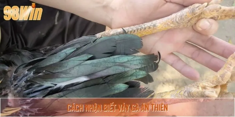 Top 5 cách nhận diện vảy gà án thiên