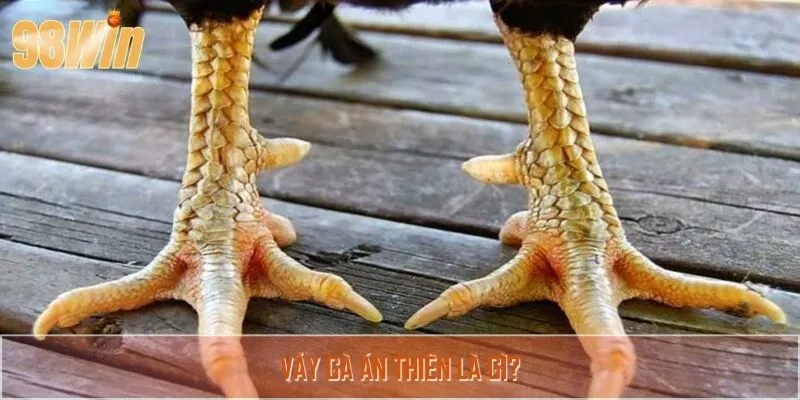 Tìm hiểu về vảy gà án thiên
